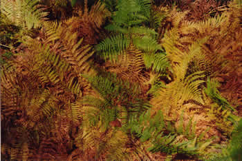 Farnkraut im Hevetal