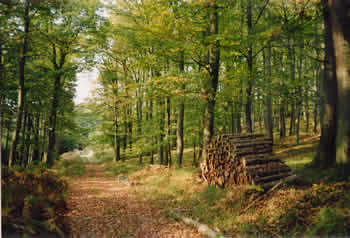 Schillingsweg im Herbst